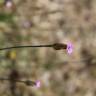 Fotografia 11 da espécie Petrorhagia nanteuilii do Jardim Botânico UTAD