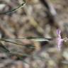 Fotografia 14 da espécie Dianthus lusitanus do Jardim Botânico UTAD
