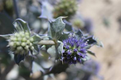 Fotografia da espécie Eryngium maritimum