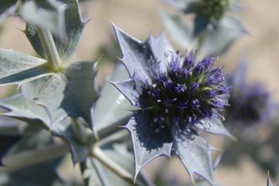 Fotografia da espécie Eryngium maritimum