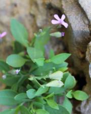 Fotografia da espécie Silene pardoi