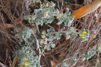 Fotografia da espécie Medicago marina