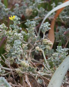 Fotografia 15 da espécie Medicago marina no Jardim Botânico UTAD