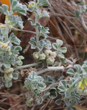 Fotografia 16 da espécie Medicago marina no Jardim Botânico UTAD