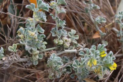 Fotografia da espécie Medicago marina