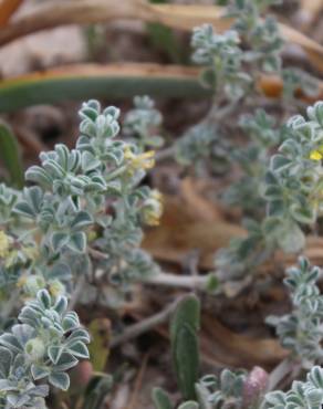 Fotografia 17 da espécie Medicago marina no Jardim Botânico UTAD