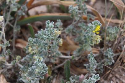 Fotografia da espécie Medicago marina