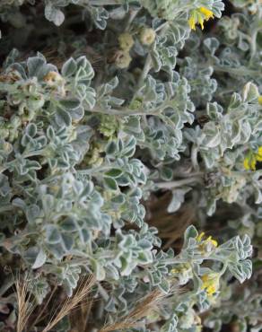 Fotografia 18 da espécie Medicago marina no Jardim Botânico UTAD