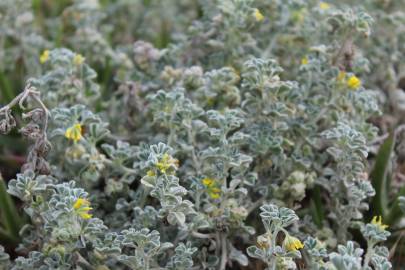 Fotografia da espécie Medicago marina