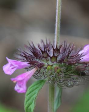 Fotografia 16 da espécie Clinopodium vulgare no Jardim Botânico UTAD