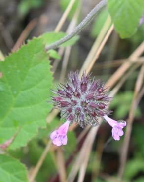 Fotografia 17 da espécie Clinopodium vulgare no Jardim Botânico UTAD