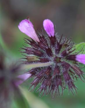 Fotografia 19 da espécie Clinopodium vulgare no Jardim Botânico UTAD