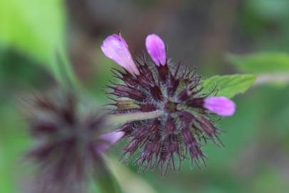 Fotografia da espécie Clinopodium vulgare