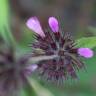 Fotografia 19 da espécie Clinopodium vulgare do Jardim Botânico UTAD