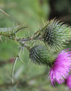 Fotografia 16 da espécie Cirsium vulgare no Jardim Botânico UTAD