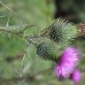 Fotografia 16 da espécie Cirsium vulgare do Jardim Botânico UTAD