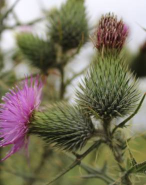 Fotografia 1 da espécie Cirsium vulgare no Jardim Botânico UTAD