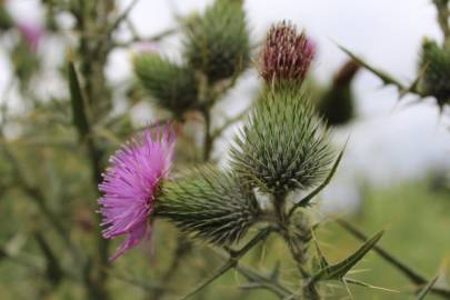 Fotografia da espécie Cirsium vulgare