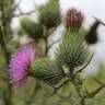 Fotografia 1 da espécie Cirsium vulgare do Jardim Botânico UTAD