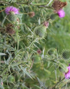 Fotografia 17 da espécie Cirsium vulgare no Jardim Botânico UTAD