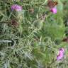 Fotografia 17 da espécie Cirsium vulgare do Jardim Botânico UTAD