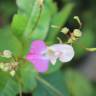 Fotografia 19 da espécie Impatiens balfourii do Jardim Botânico UTAD