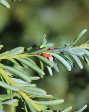 Fotografia 8 da espécie Podocarpus alpinus no Jardim Botânico UTAD