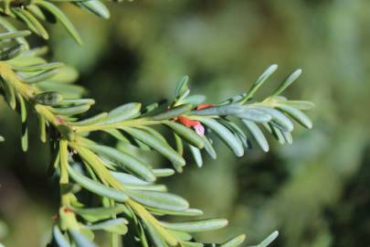 Fotografia da espécie Podocarpus alpinus