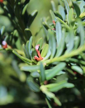 Fotografia 9 da espécie Podocarpus alpinus no Jardim Botânico UTAD