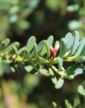 Fotografia 10 da espécie Podocarpus alpinus no Jardim Botânico UTAD