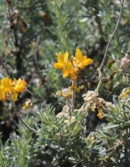 Adenocarpus hispanicus