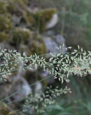 Fotografia 1 da espécie Festuca elegans no Jardim Botânico UTAD