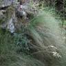 Fotografia 3 da espécie Festuca elegans do Jardim Botânico UTAD