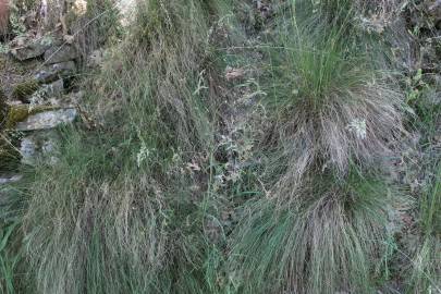 Fotografia da espécie Festuca elegans