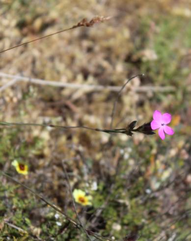 Fotografia de capa Dianthus pungens subesp. gredensis - do Jardim Botânico