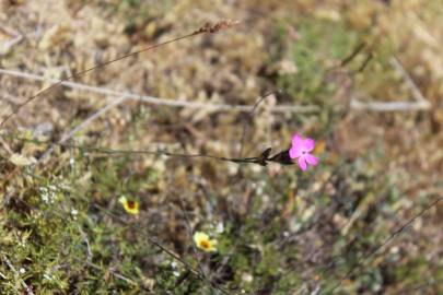 Fotografia da espécie Dianthus pungens subesp. gredensis