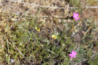 Fotografia da espécie Dianthus pungens subesp. gredensis