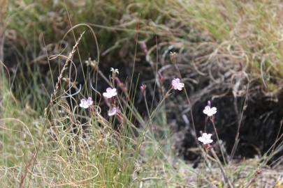 Fotografia da espécie Dianthus pungens subesp. gredensis