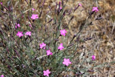 Fotografia da espécie Dianthus pungens subesp. gredensis