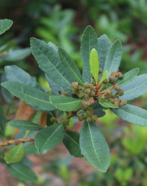 Fotografia 11 da espécie Myrica faya no Jardim Botânico UTAD