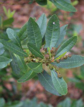 Fotografia 13 da espécie Myrica faya no Jardim Botânico UTAD