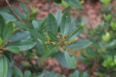 Fotografia da espécie Myrica faya