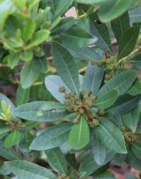 Fotografia 14 da espécie Myrica faya no Jardim Botânico UTAD