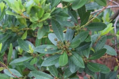 Fotografia da espécie Myrica faya