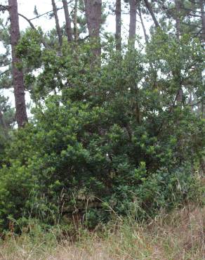 Fotografia 15 da espécie Myrica faya no Jardim Botânico UTAD