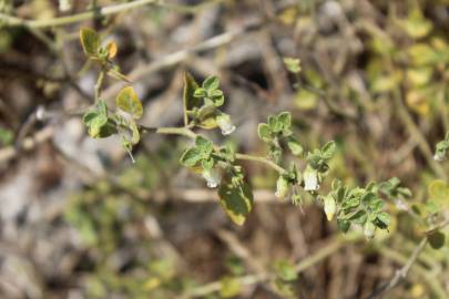 Fotografia da espécie Salpichroa origanifolia