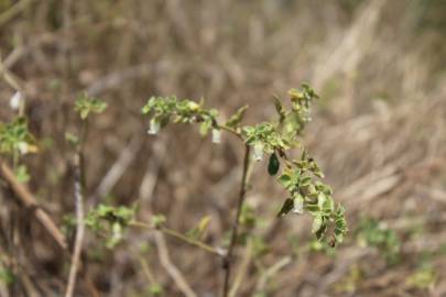 Fotografia da espécie Salpichroa origanifolia