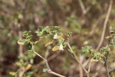 Fotografia da espécie Salpichroa origanifolia