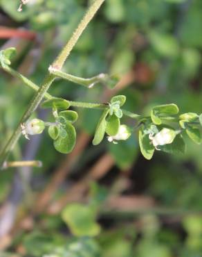 Fotografia 19 da espécie Salpichroa origanifolia no Jardim Botânico UTAD