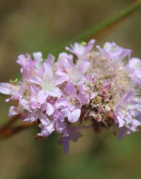 Fotografia 14 da espécie Armeria beirana no Jardim Botânico UTAD